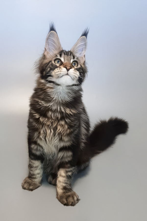 Ector | Maine Coon Kitten