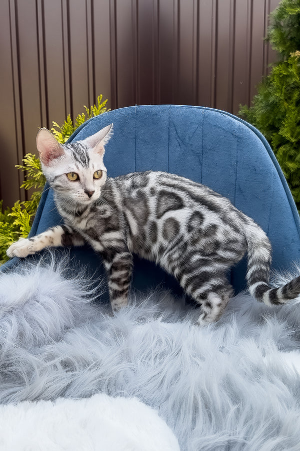 Eddy | Bengal Kitten