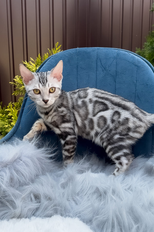 Eddy | Bengal Kitten