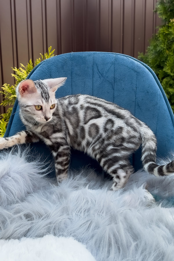 Eddy | Bengal Kitten