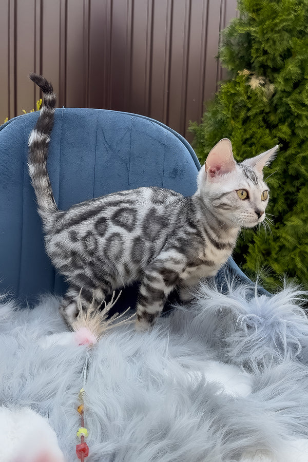 Eddy | Bengal Kitten