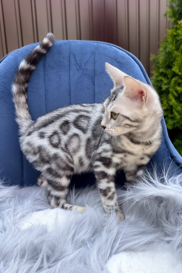 Eddy | Bengal Kitten