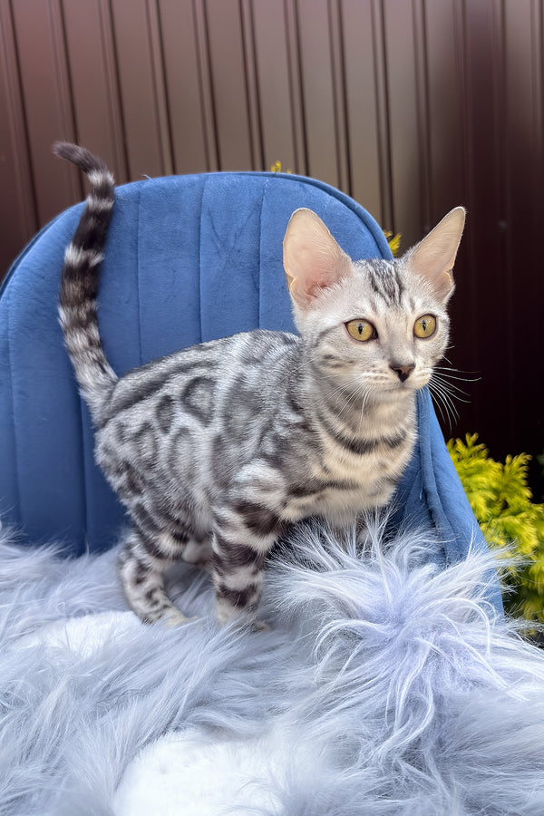 Eddy | Bengal Kitten