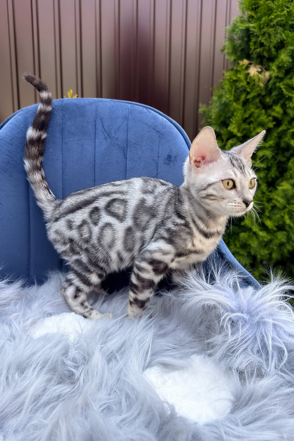 Eddy | Bengal Kitten