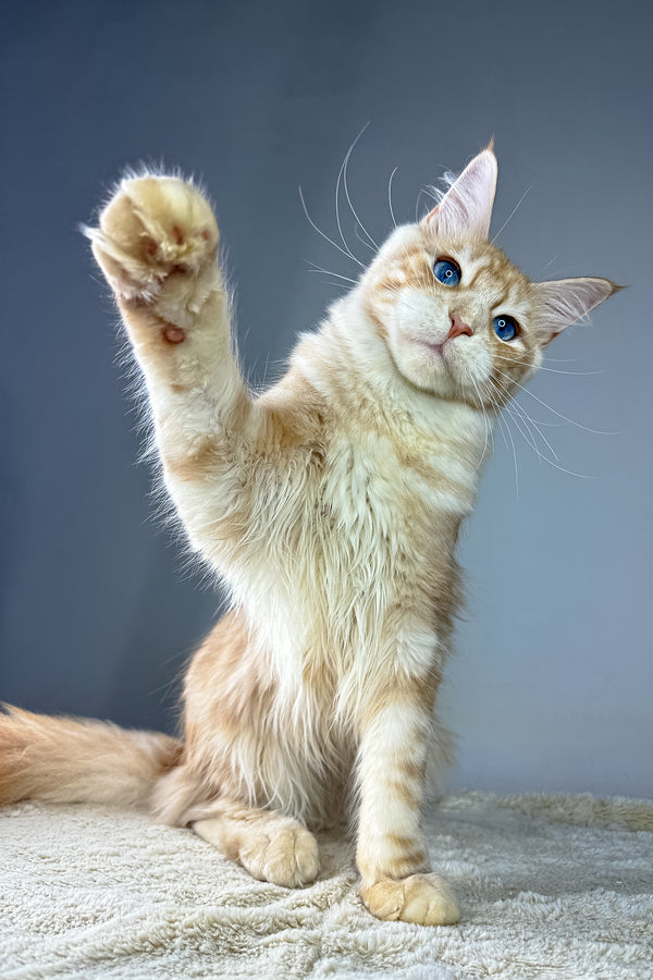 Edgar | Maine Coon Kitten