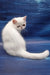 Edith | Exotic Shorthair Kitten