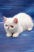 Edith | Exotic Shorthair Kitten