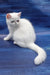 Edith | Exotic Shorthair Kitten
