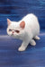 Edith | Exotic Shorthair Kitten