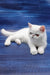Edith | Exotic Shorthair Kitten