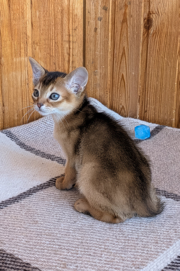 Edward | Abyssinian Kitten