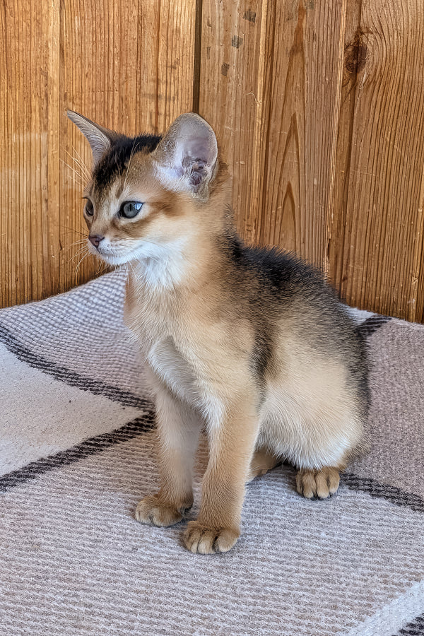 Edward | Abyssinian Kitten