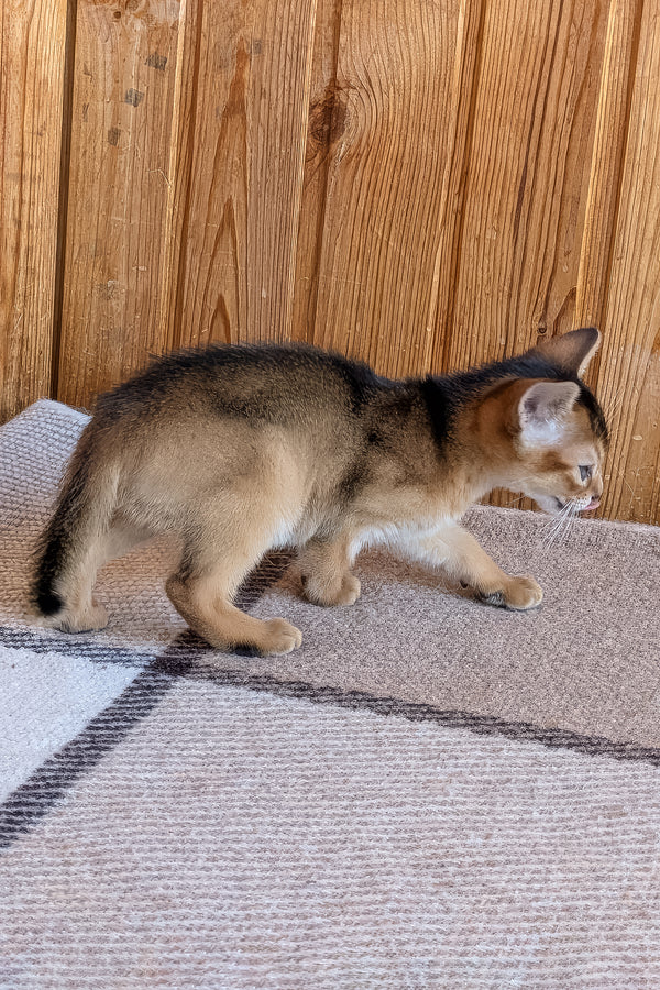 Edward | Abyssinian Kitten