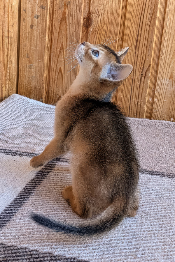 Edward | Abyssinian Kitten