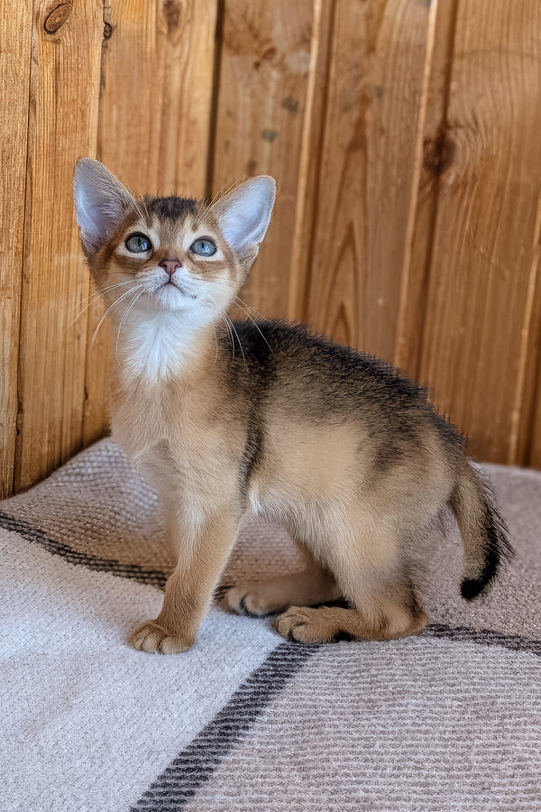 Edward | Abyssinian Kitten