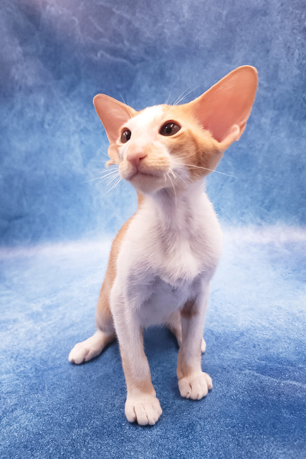 Edward | Oriental Shorthair Kitten