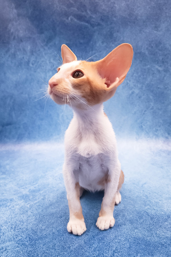 Edward | Oriental Shorthair Kitten