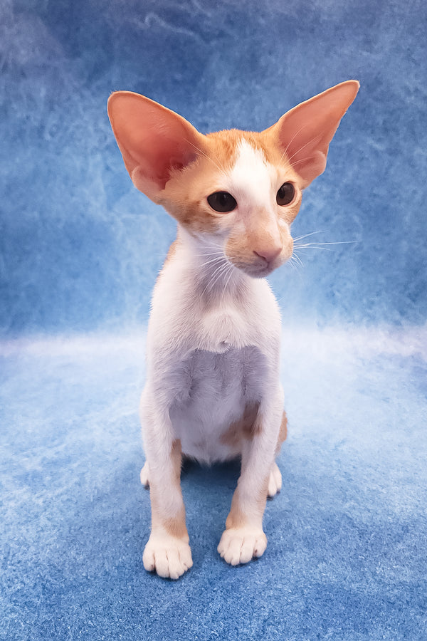 Edward | Oriental Shorthair Kitten