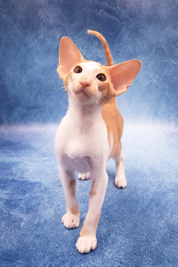 Edward | Oriental Shorthair Kitten