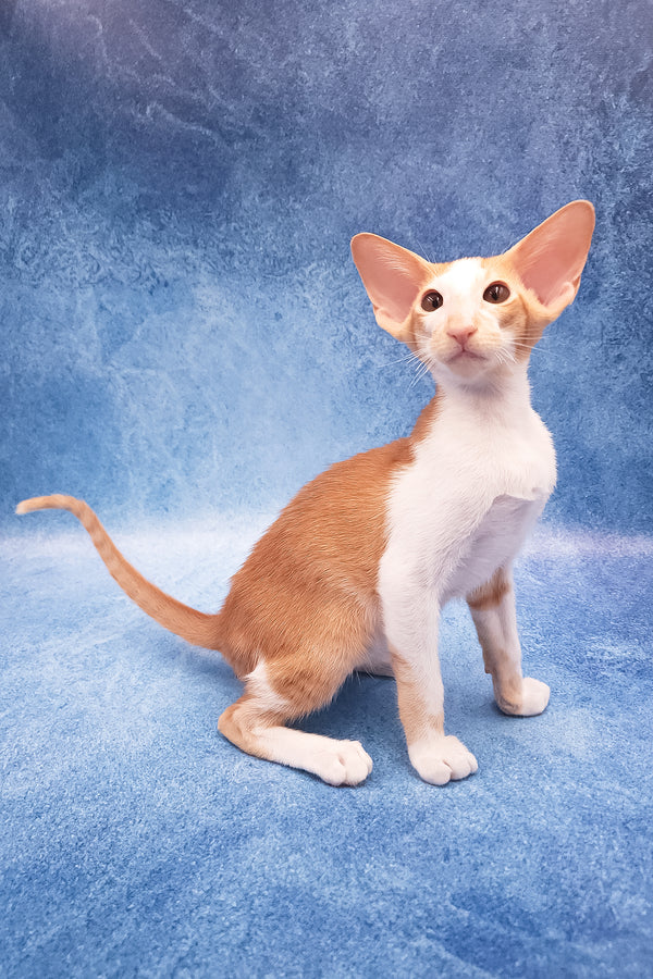 Edward | Oriental Shorthair Kitten