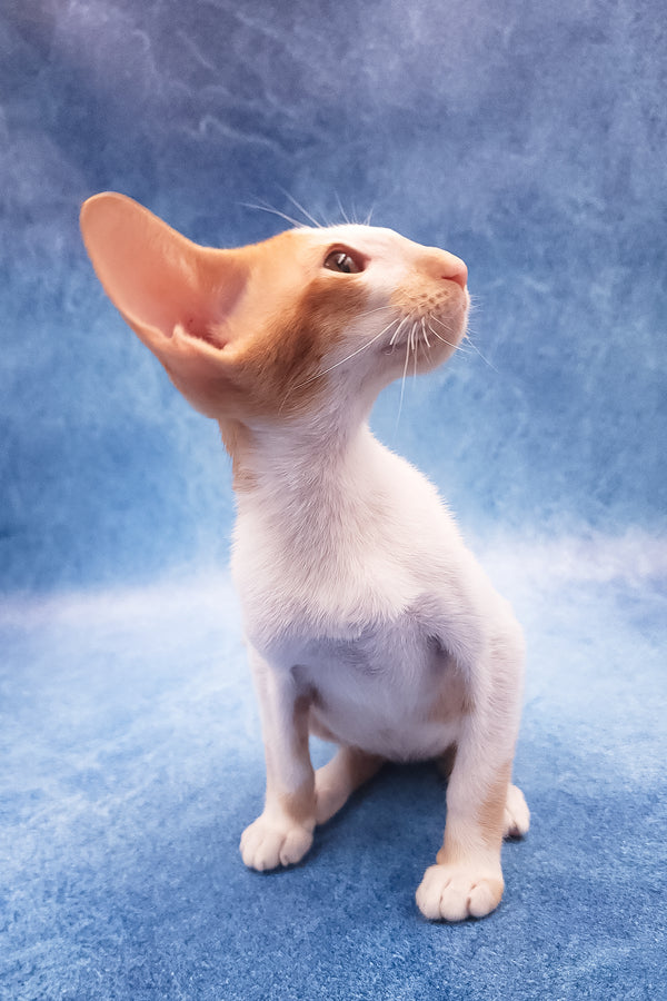 Edward | Oriental Shorthair Kitten