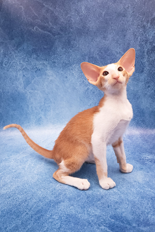 Edward | Oriental Shorthair Kitten