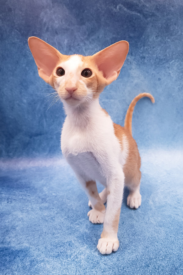 Edward | Oriental Shorthair Kitten