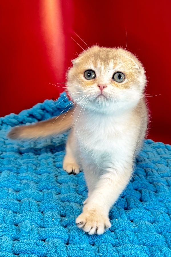 Elf | Scottish Fold Kitten