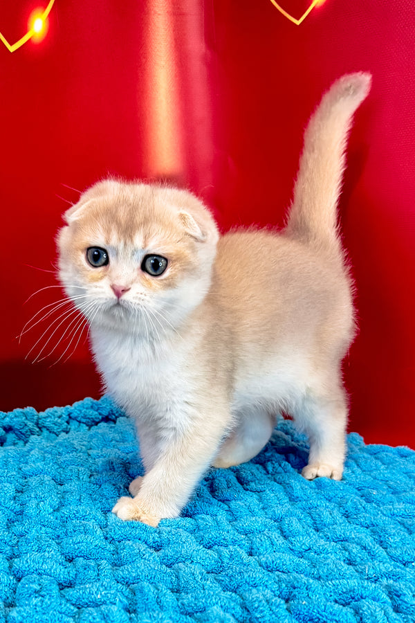 Elf | Scottish Fold Kitten