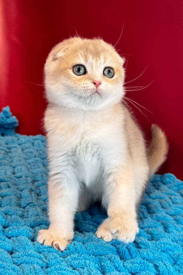 Elf | Scottish Fold Kitten