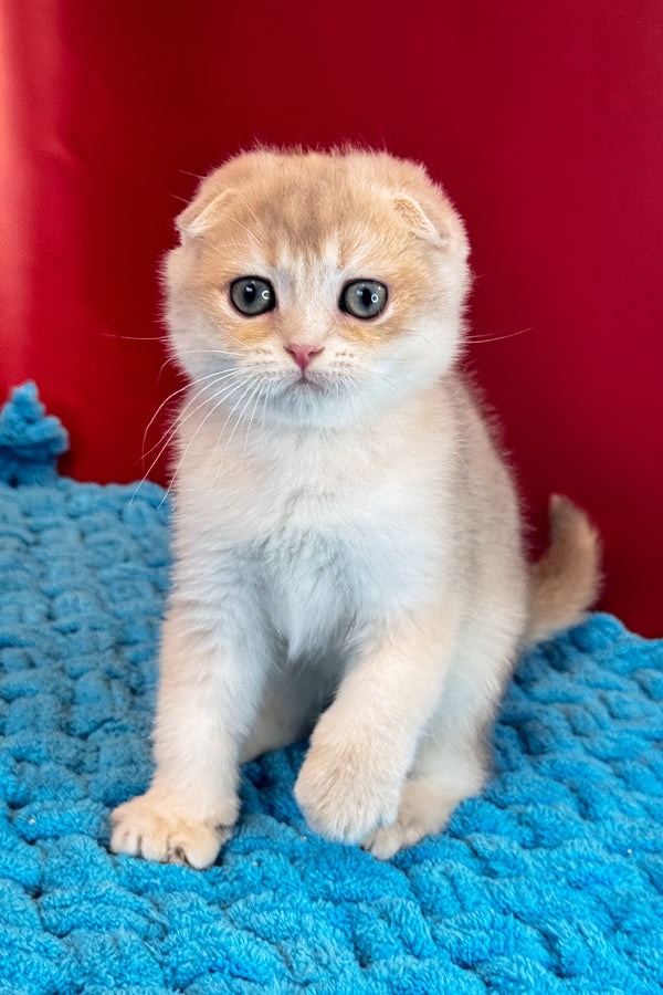 Elf | Scottish Fold Kitten