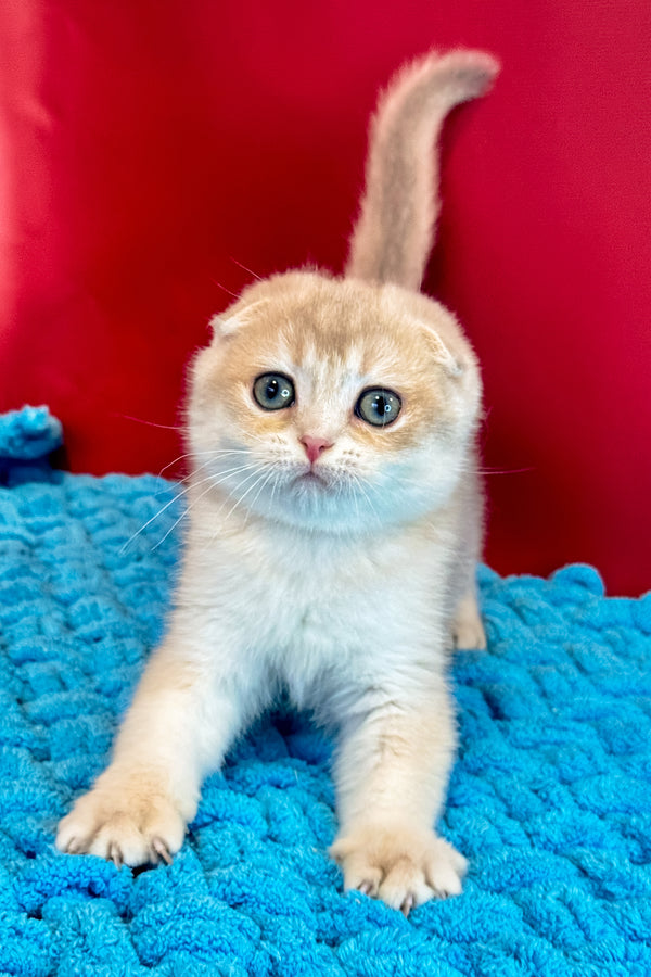 Elf | Scottish Fold Kitten