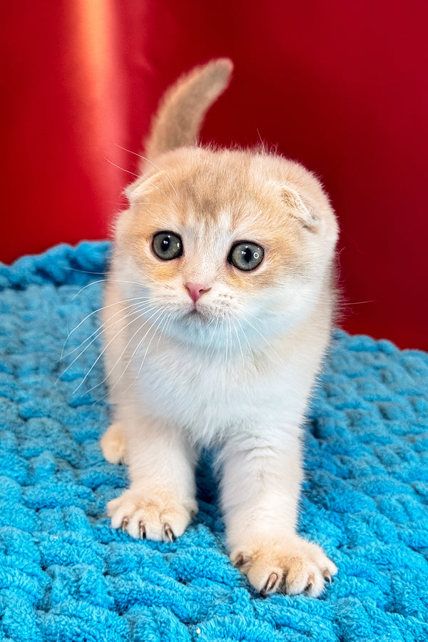 Elf | Scottish Fold Kitten