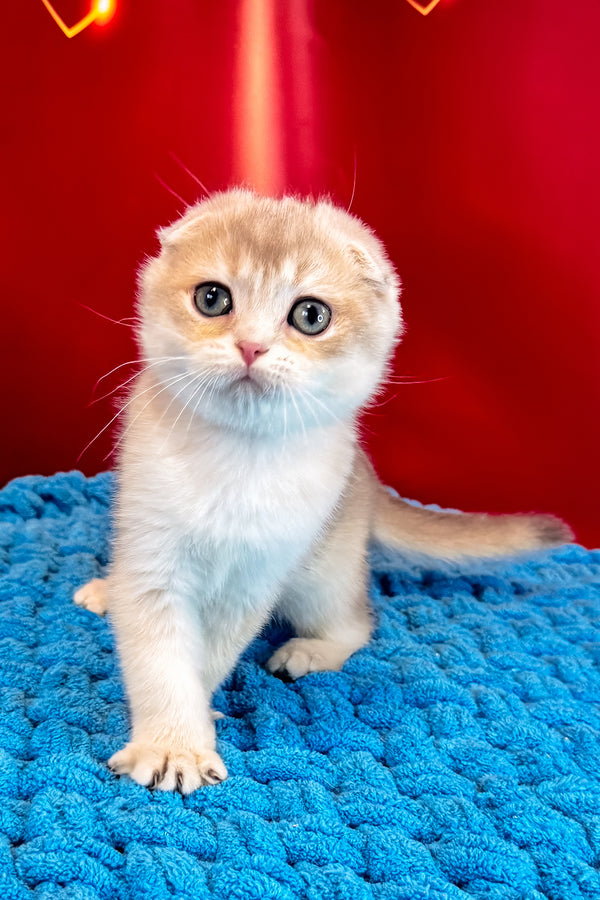 Elf | Scottish Fold Kitten