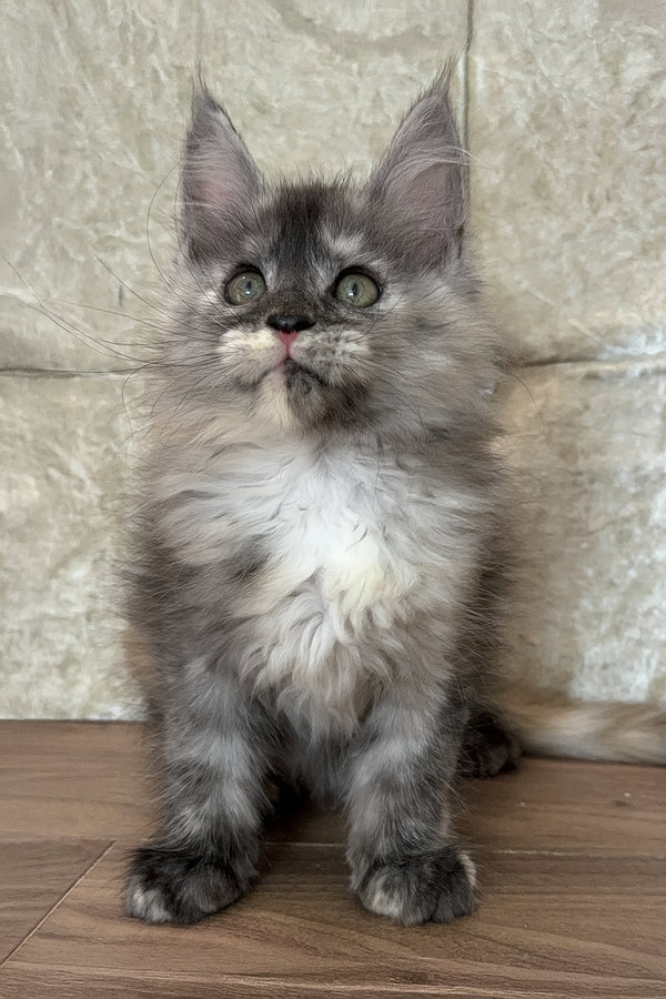 Eliza | Maine Coon Kitten