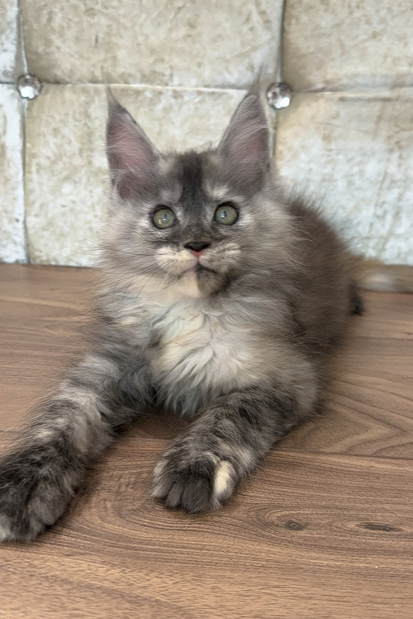 Eliza | Maine Coon Kitten