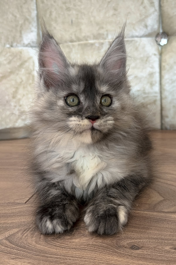 Eliza | Maine Coon Kitten