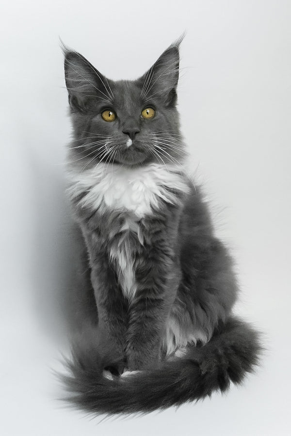 Elma | Maine Coon Kitten