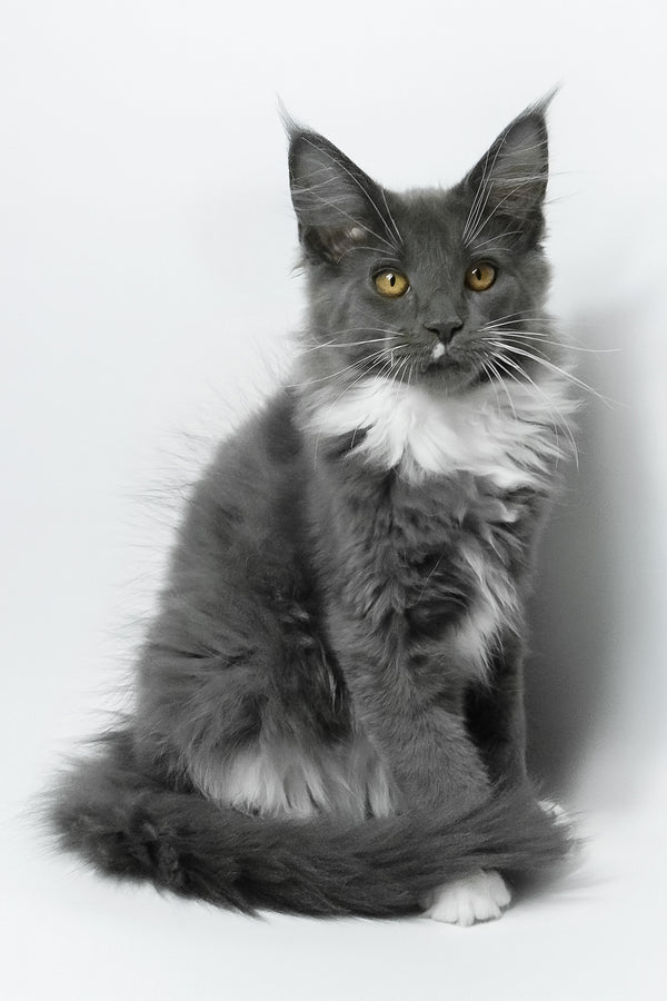 Elma | Maine Coon Kitten