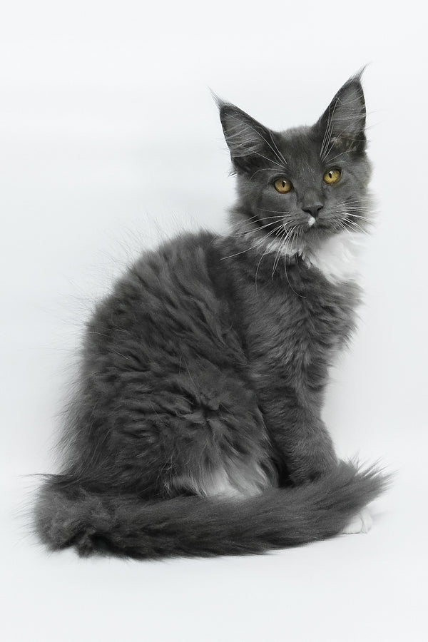 Elma | Maine Coon Kitten