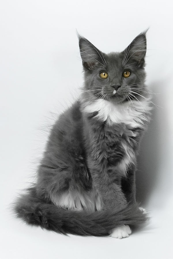 Elma | Maine Coon Kitten