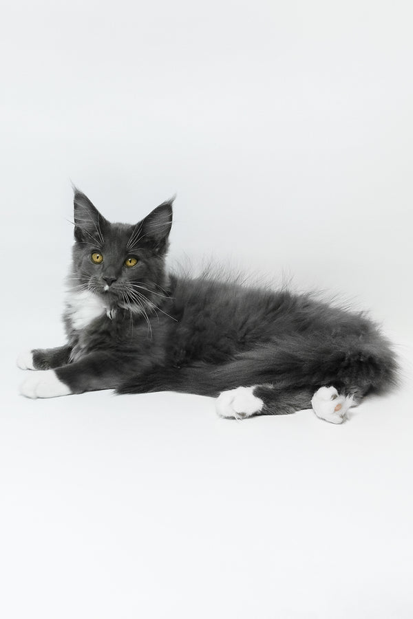 Elma | Maine Coon Kitten