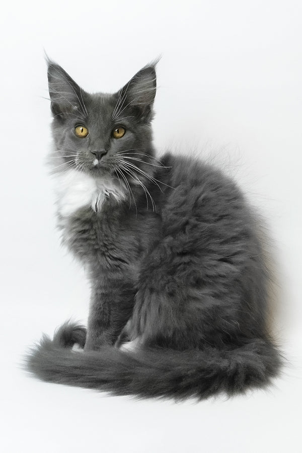 Elma | Maine Coon Kitten