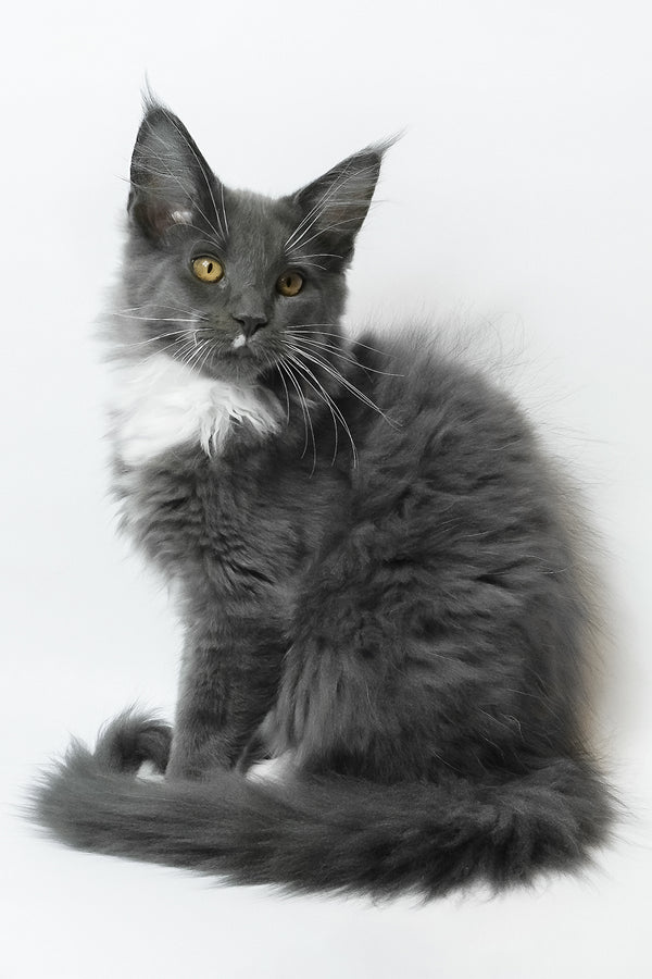Elma | Maine Coon Kitten