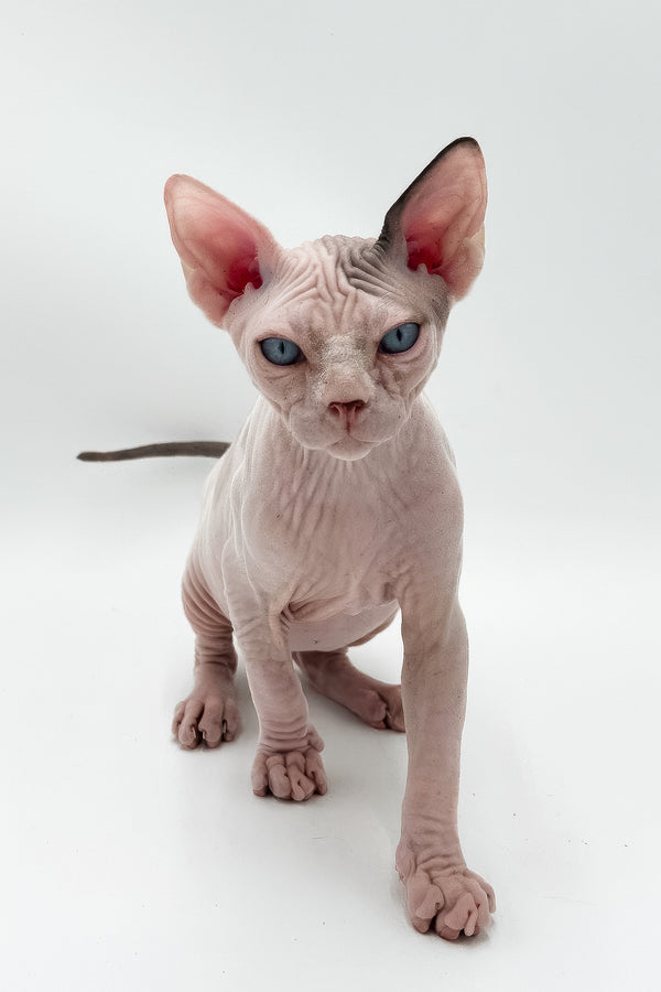 Elvis | Canadian Sphynx Kitten