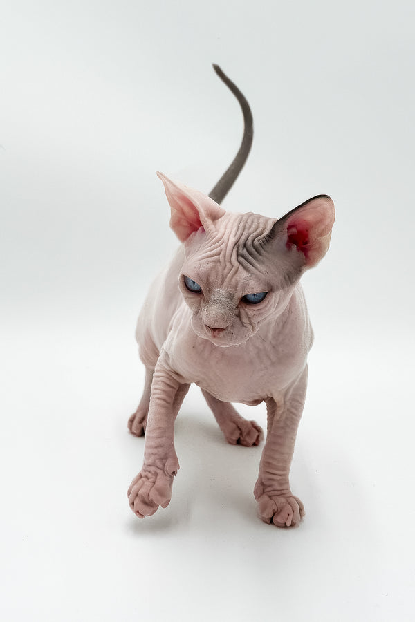 Elvis | Canadian Sphynx Kitten
