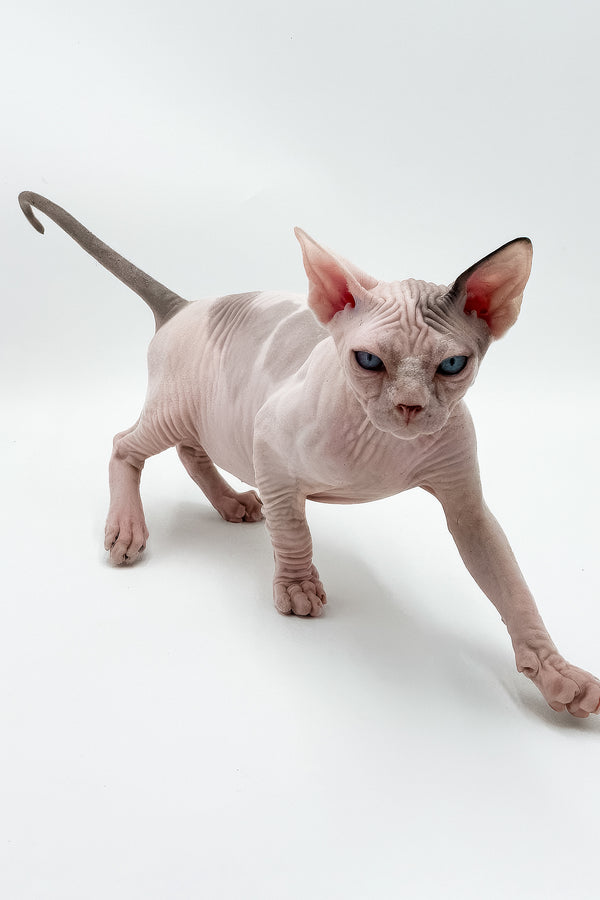 Elvis | Canadian Sphynx Kitten
