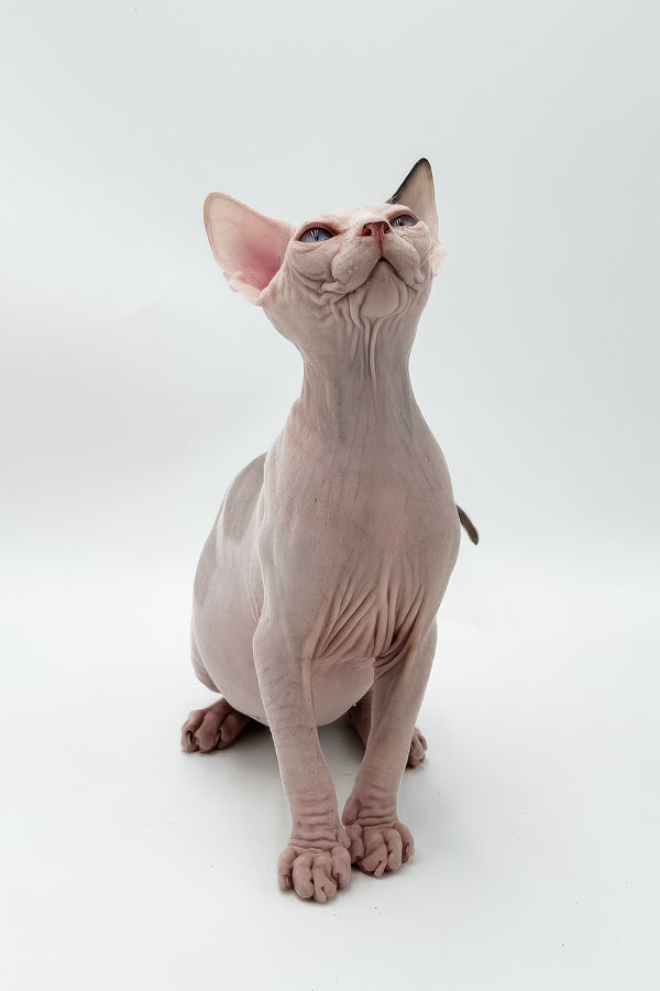 Elvis | Canadian Sphynx Kitten