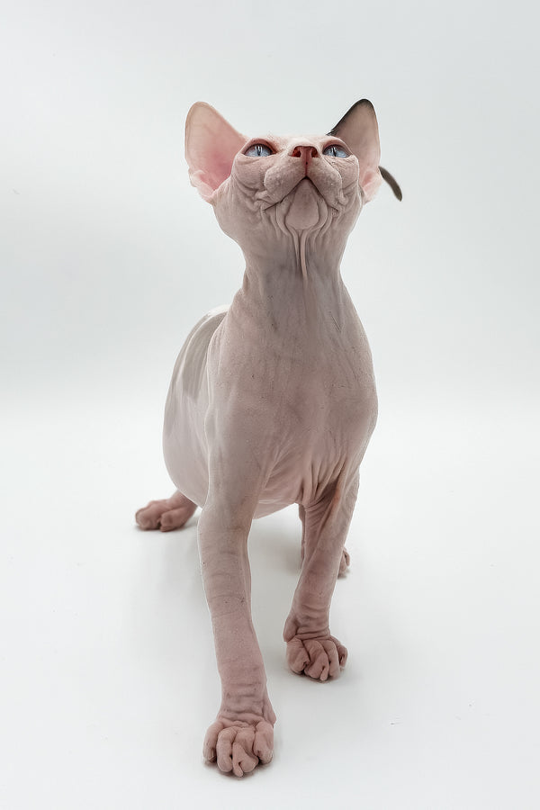 Elvis | Canadian Sphynx Kitten