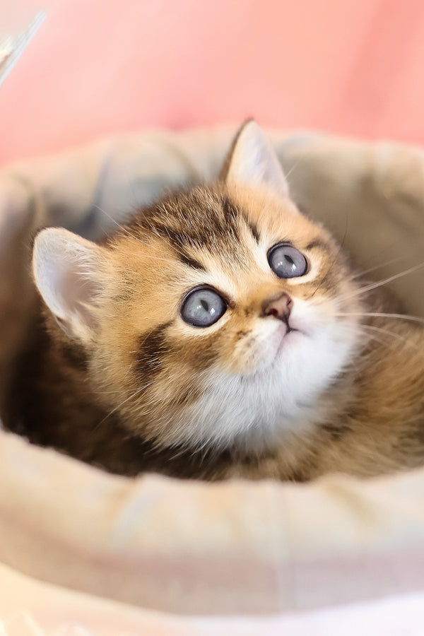 Emir | Scottish Straight Kitten
